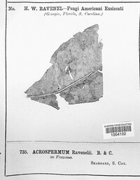 Acrospermum ravenelii image